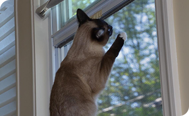 Pet Screen