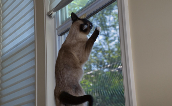 Pet Screen